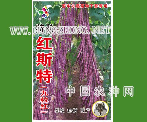 红斯特九粒红